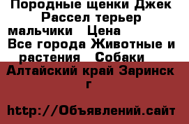 Породные щенки Джек Рассел терьер-мальчики › Цена ­ 40 000 - Все города Животные и растения » Собаки   . Алтайский край,Заринск г.